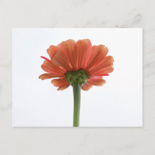 Oranje Zinnia Bloed Briefkaart
