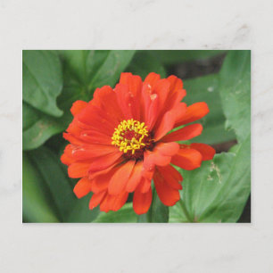 Oranje Zinnia Bloed Briefkaart