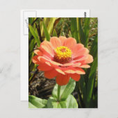 Oranje Zinnia Bloed Briefkaart (Voorkant / Achterkant)