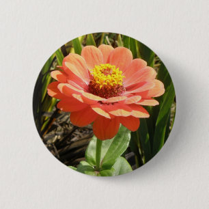 Oranje Zinnia Bloedbloem Button