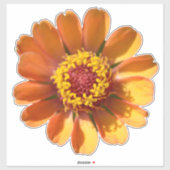 Oranje zinnia bloem close-up sticker (Vel)