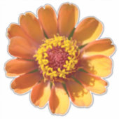 Oranje zinnia bloem close-up sticker (Voorkant)