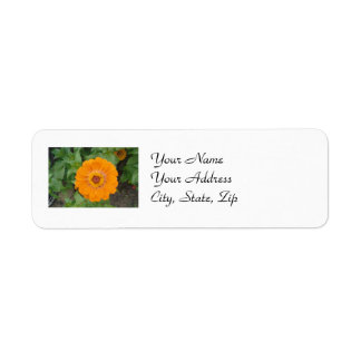 Oranje Zinnia Etiket