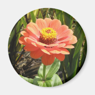 Oranje Zinnia Flower Magnet Magneet