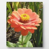 Oranje Zinnia Flower Plaque Fotoplaat (Voorkant)