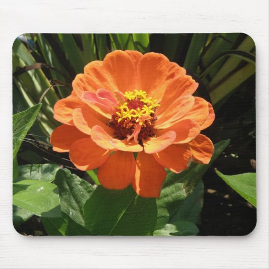 Oranje Zinnia Mousepad Muismat (Voorkant)