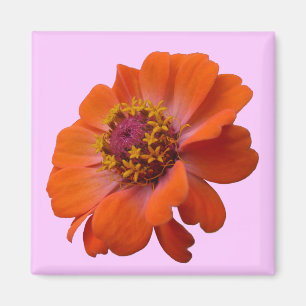 Oranje Zinnia Wilde Natuur Floral Magneet