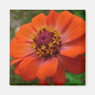 Oranje Zinnia Wilde Natuur Floral Magneet