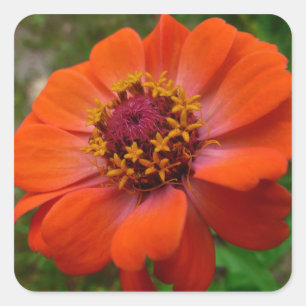 Oranje Zinnia Wilde Natuur Floral Vierkante Sticker