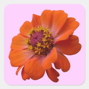 Oranje Zinnia Wilde Natuur Floral Vierkante Sticker