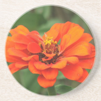 Oranje Zinnia Zandsteen Onderzetter