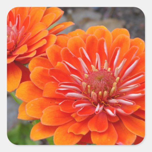 Oranje Zinnibloemen Vierkante Sticker (Voorkant)