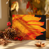 Oranje zonnebloem, doornopen