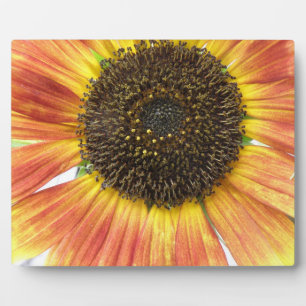 Oranje zonnebloemplak fotoplaat
