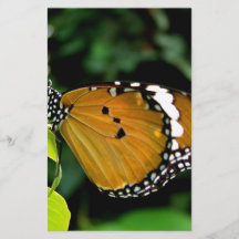Oranje, zwarte en witte vlinder op blad