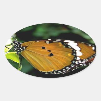 Oranje, zwarte en witte vlinder op leder ovale sticker