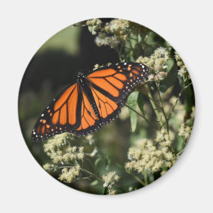 Oranje zwarte Natuur met botervliegen Fotografie Magneet