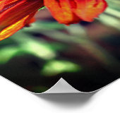 Oranje zwarte Susan Flower close up Poster (Hoek)