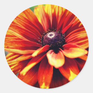 Oranje zwarte verouderde Susan Daisy Flower Ronde Sticker