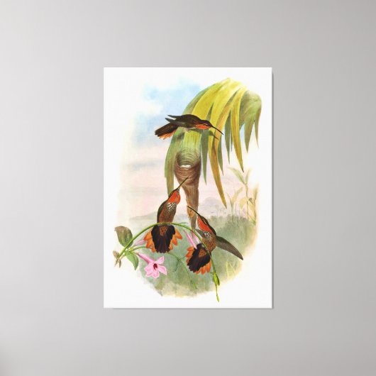 Oranje zwarte zaag Bill Hummingbird Canvas Afdruk (Voorkant)