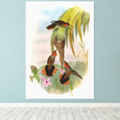 Oranje zwarte zaag Bill Hummingbird Canvas Afdruk (Insitu (Houten vloer))