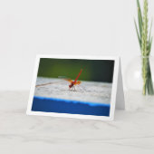 Oranjevleugel Dropwing Libel Kaart (Voorkant)