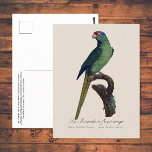 Oranjevoorhoofdkoningsparkiet, Eupsittula Canicula Briefkaart