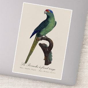 Oranjevoorhoofdkoningsparkiet, Eupsittula Canicula Sticker