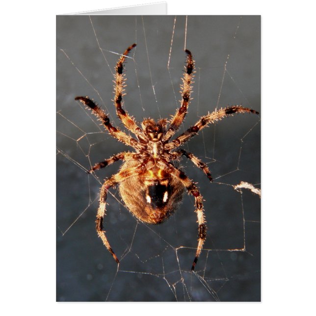 Orb Weaver Spider (Voorkant)