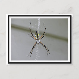 Orb Weaver Spider Briefkaart