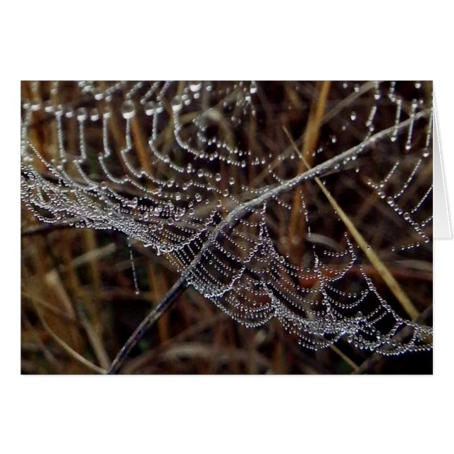 Orb Weaver Web in de Morning Dew (Voorkant Horizontaal)