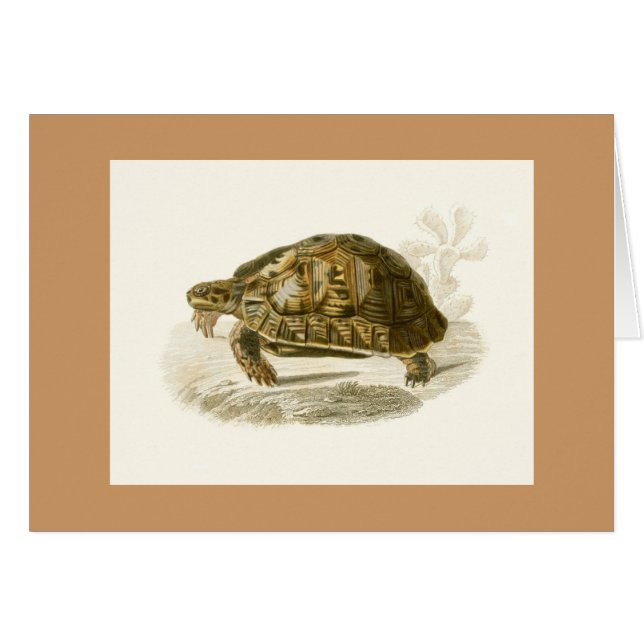 Orbigny - Tortoise - Testudo mauritanica (Voorkant Horizontaal)