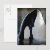 Orca Briefkaart (Voorkant / Achterkant)