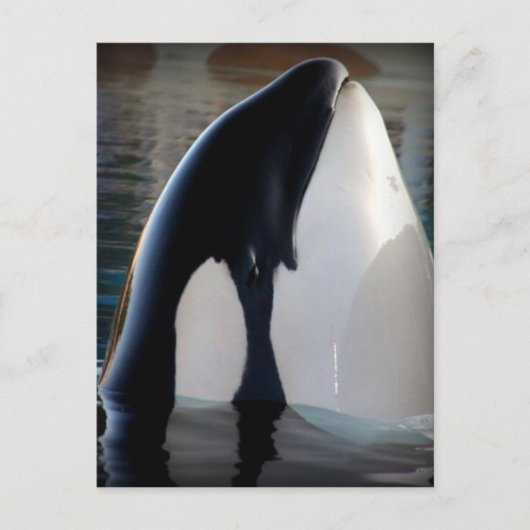 Orca Briefkaart (Voorkant)