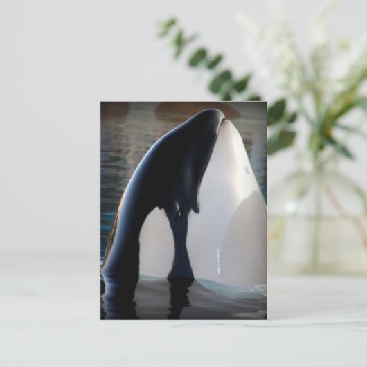 Orca Briefkaart (Staand voorkant)