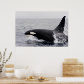 Orca, dodelijke walvis, breekt poster (Keuken)