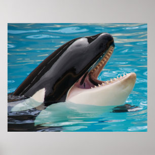 Orca, doodwalvis poster