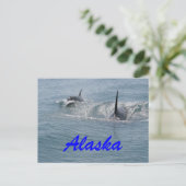 Orca en kalf, Alaska Briefkaart (Staand voorkant)