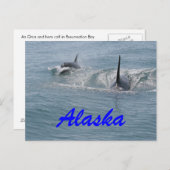 Orca en kalf, Alaska Briefkaart (Voorkant / Achterkant)