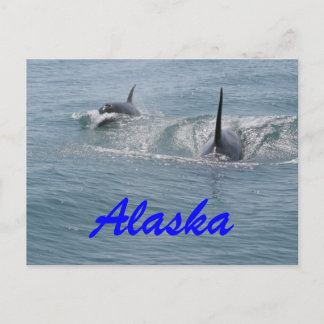 Orca en kalf, Alaska Briefkaart