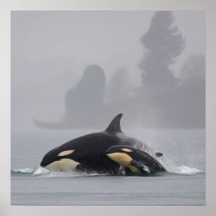 Orca Familie Poster