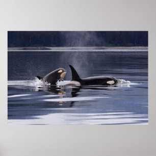 Orca   Het doden van walvissen Poster