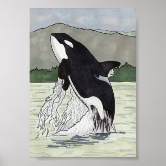 Orca/Killer Whale 5x7 Poster