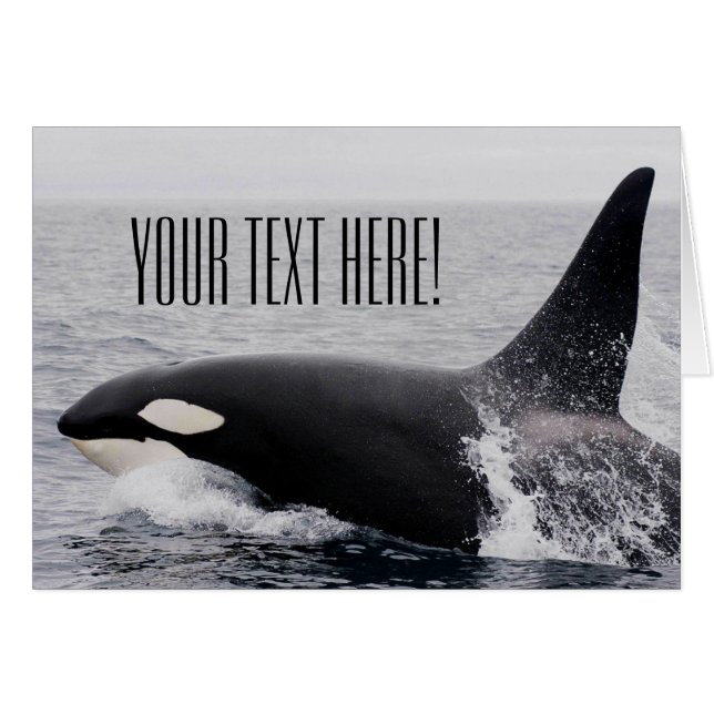 Orca Killer Whale Barriing Surface Custom Text (Voorkant Horizontaal)