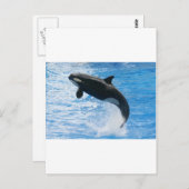 Orca Killer Whale Briefkaart (Voorkant / Achterkant)