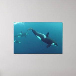 Orca "Killer Whale" Canvas Afdruk