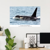 Orca Killer Whale Poster San Juan Island (Thuiskantoor)