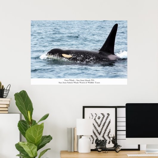 Orca Killer Whale Poster San Juan Island (Thuiskantoor)