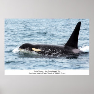 Orca Killer Whale Poster San Juan Island