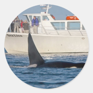 Orca Killer Whale - transient, washington Ronde Sticker